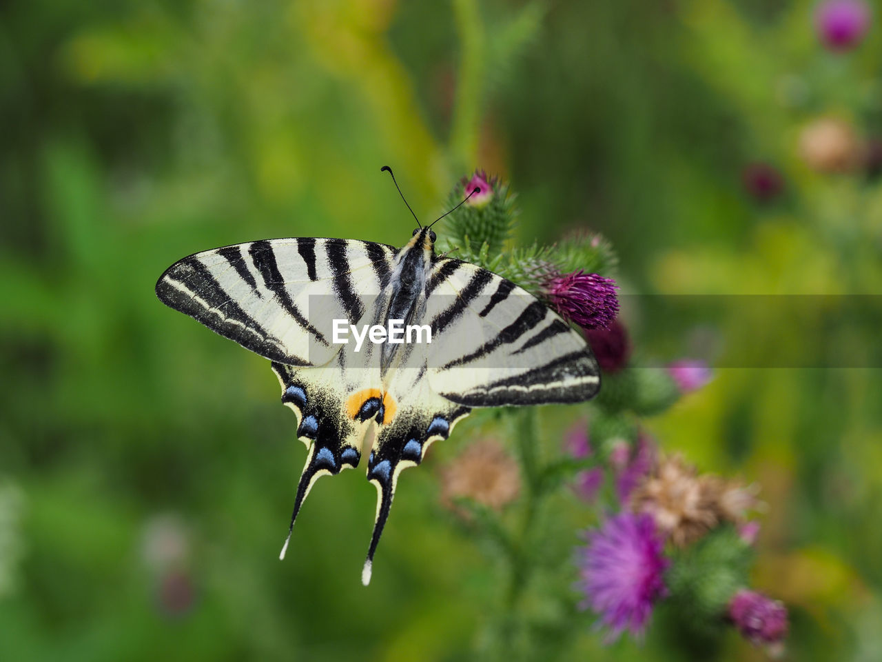 BUTTERFLY ON PURPLE FLOWER