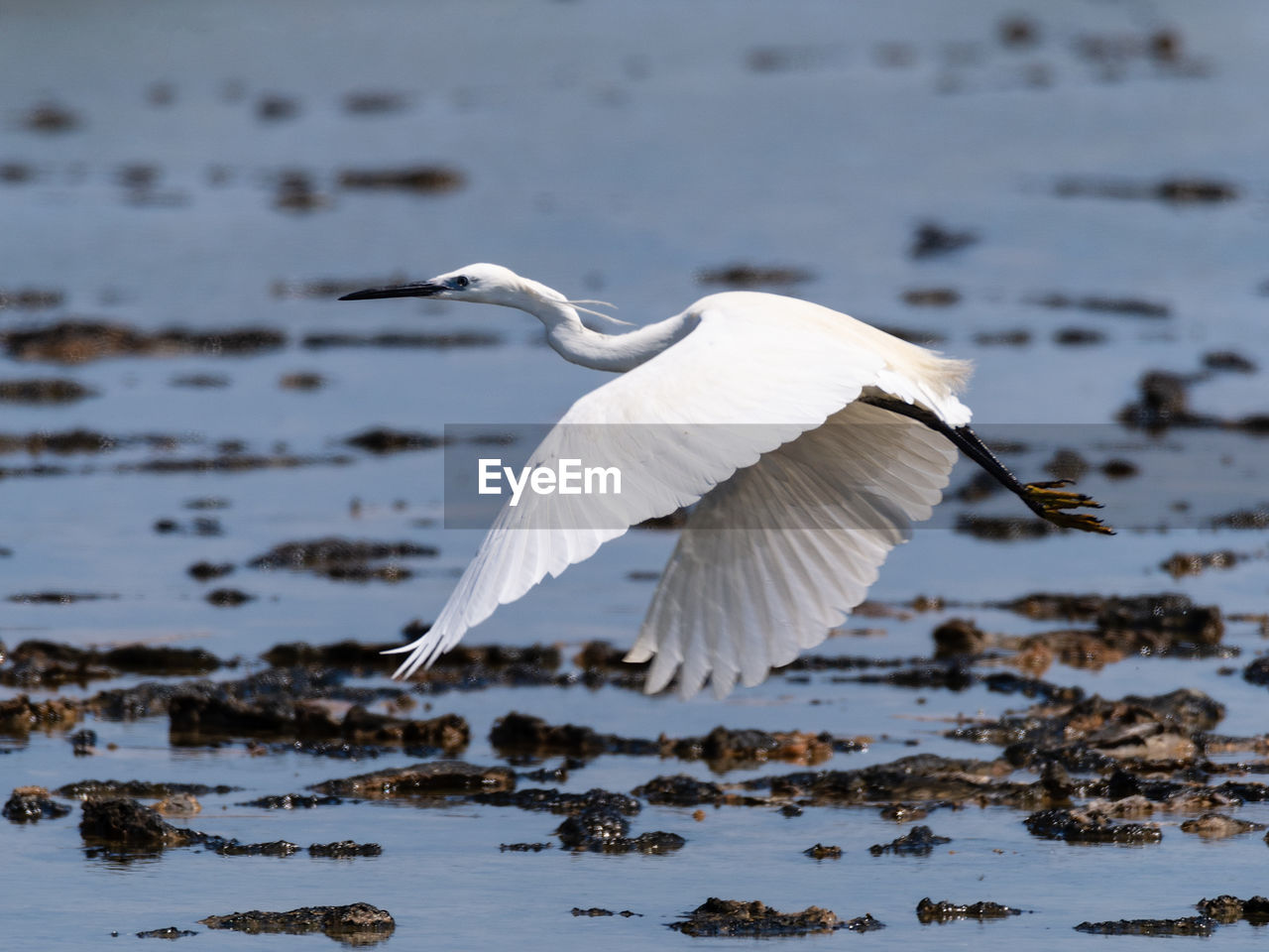 The little egret, egretta garzetta, in flight on the cervia's salt pans, image horizontal