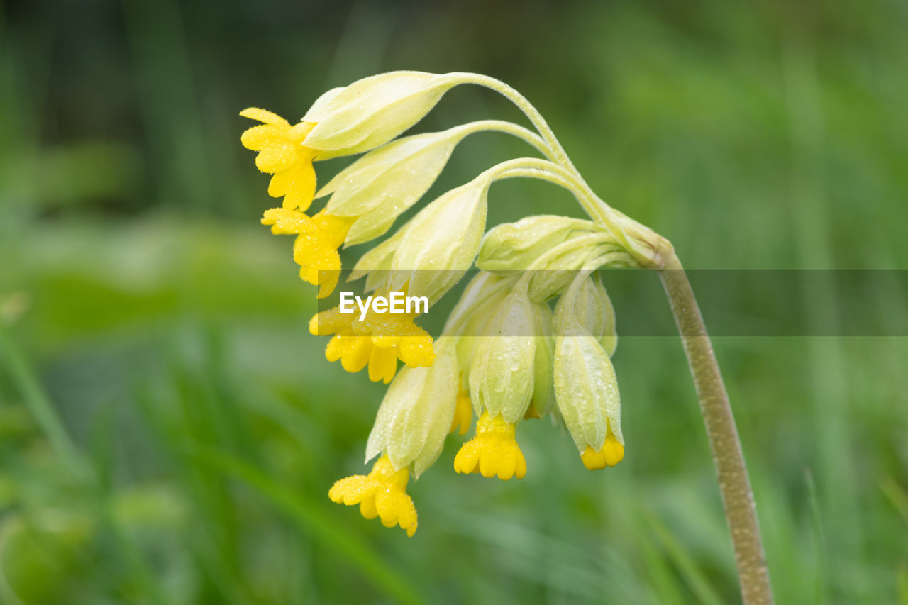 plant, flower, yellow, flowering plant, beauty in nature, freshness, growth, nature, close-up, fragility, focus on foreground, petal, flower head, macro photography, inflorescence, wildflower, no people, springtime, green, meadow, outdoors, day, blossom, field, selective focus, agriculture, food, grass, botany, summer, prairie, environment, land