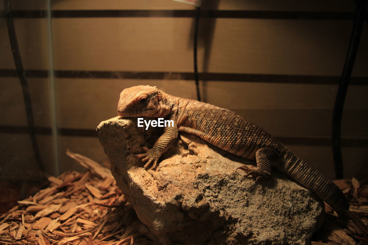 Close-up of lizard on rock at zoo