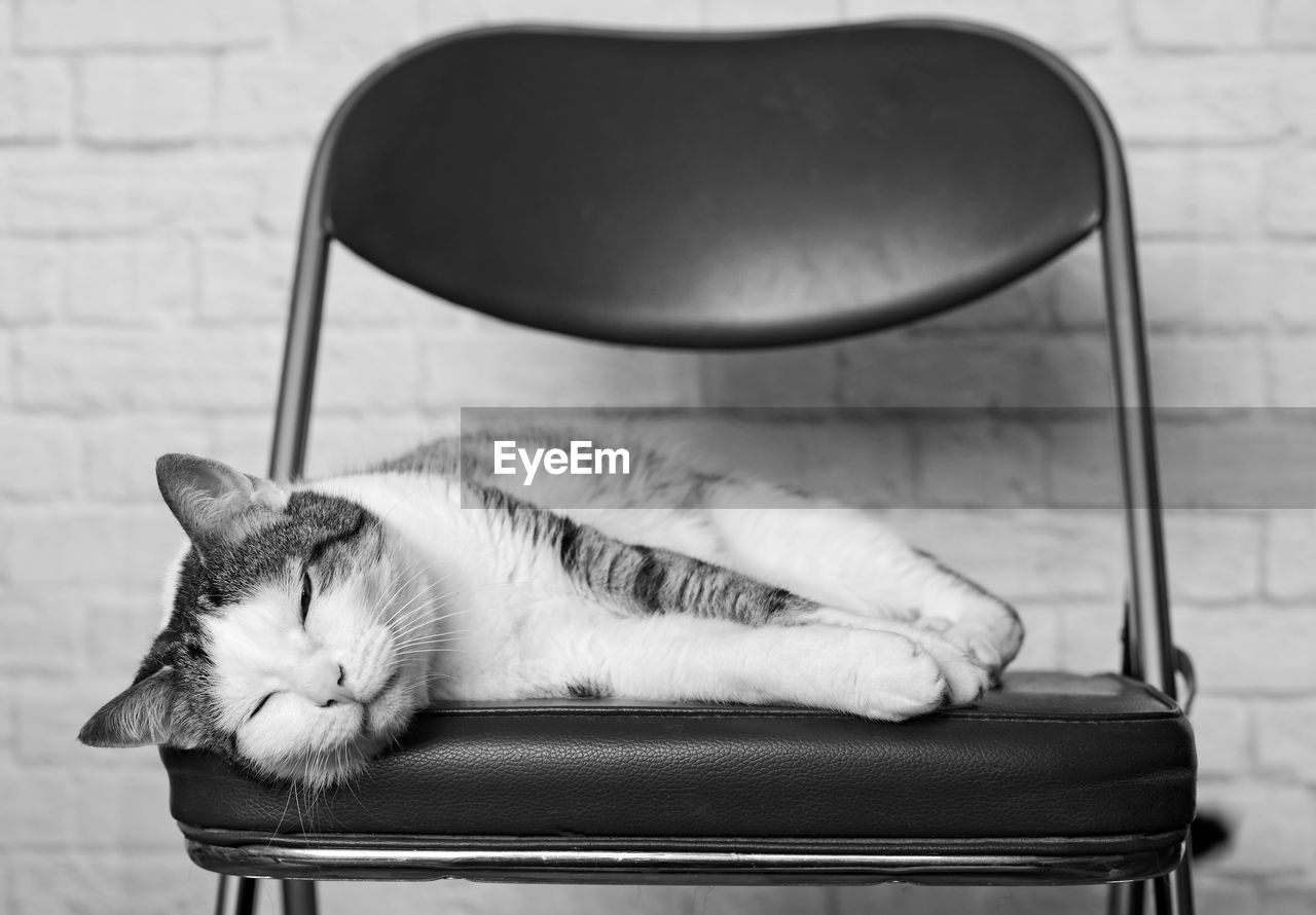 Cat sleeping on chair