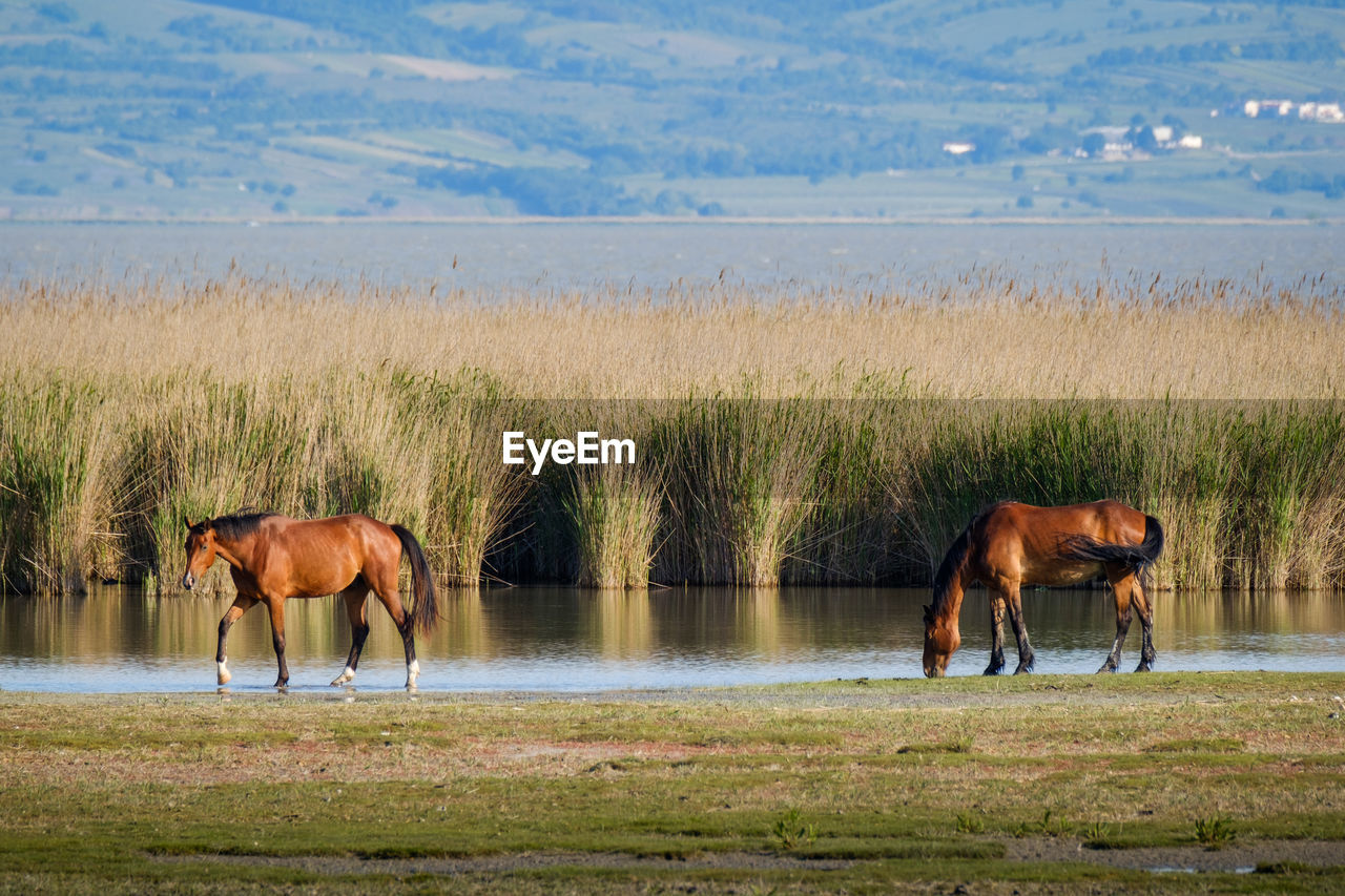 Horses grazing on landscape against sea