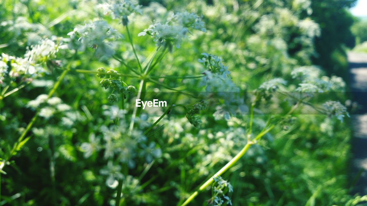 GREEN LEAVES AND PLANTS