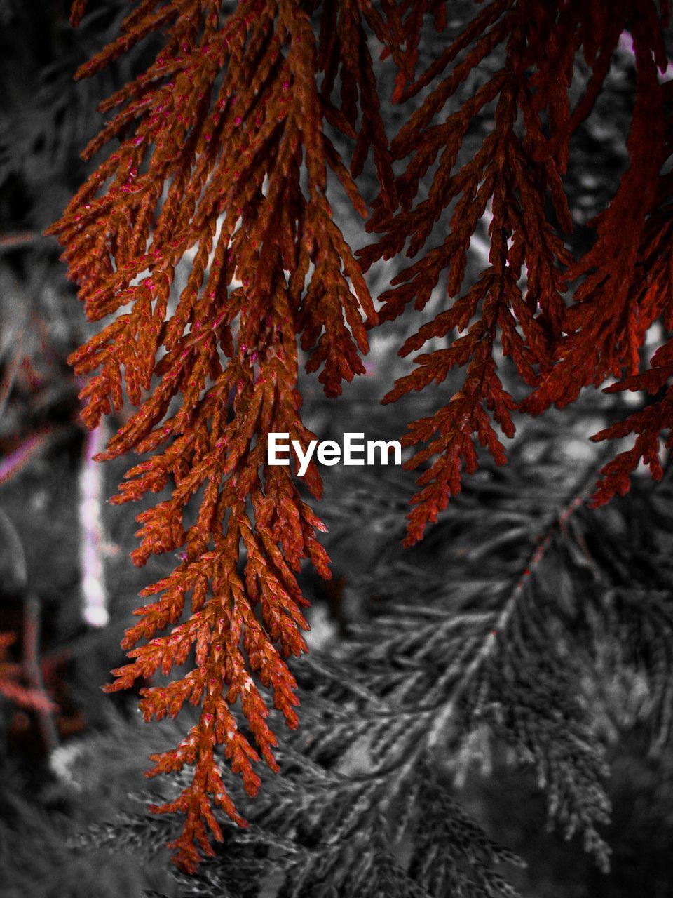 CLOSE-UP OF RED MAPLE LEAVES ON BRANCH DURING AUTUMN