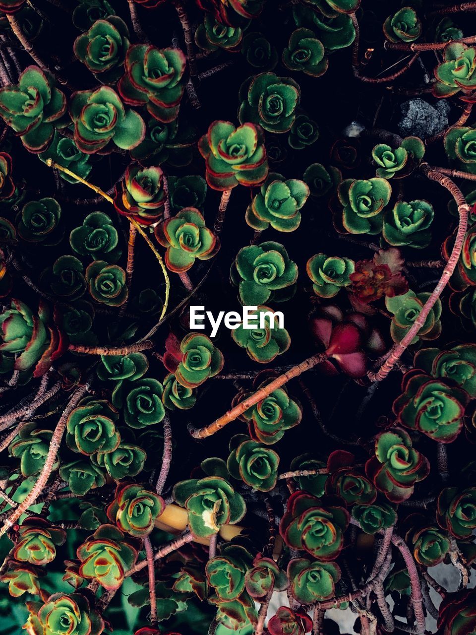 High angle view of multi colored leaves