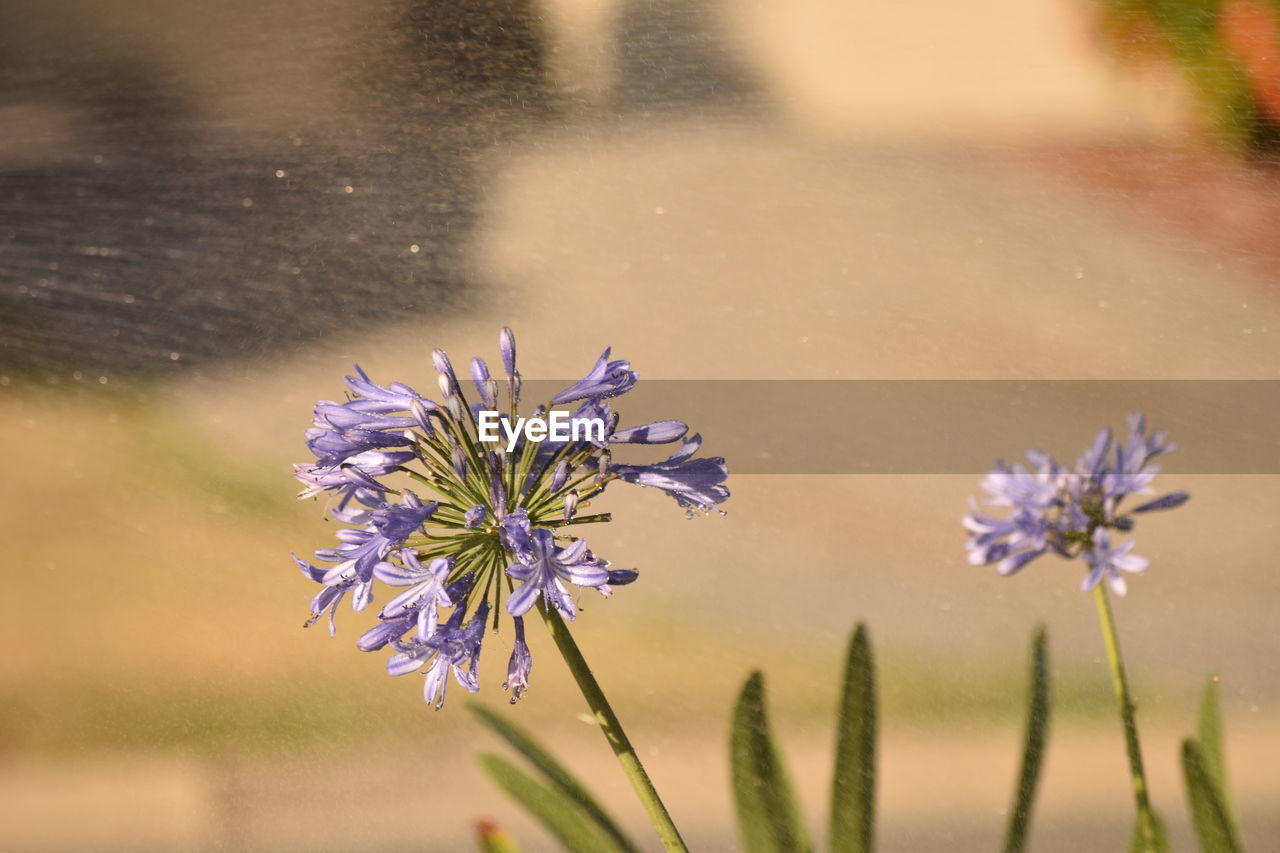 CLOSE-UP OF HONEY BEE ON PURPLE FLOWERS