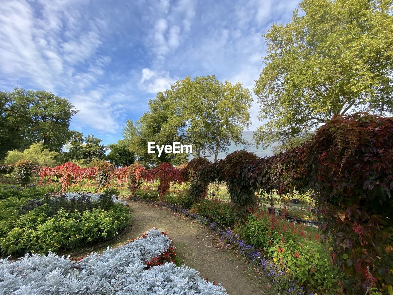 TREES GROWING IN PARK AGAINST SKY