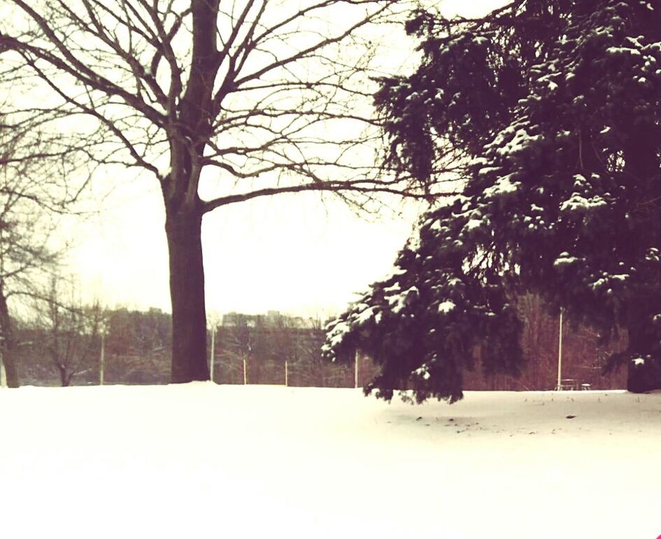 SNOW COVERED TREES IN WINTER