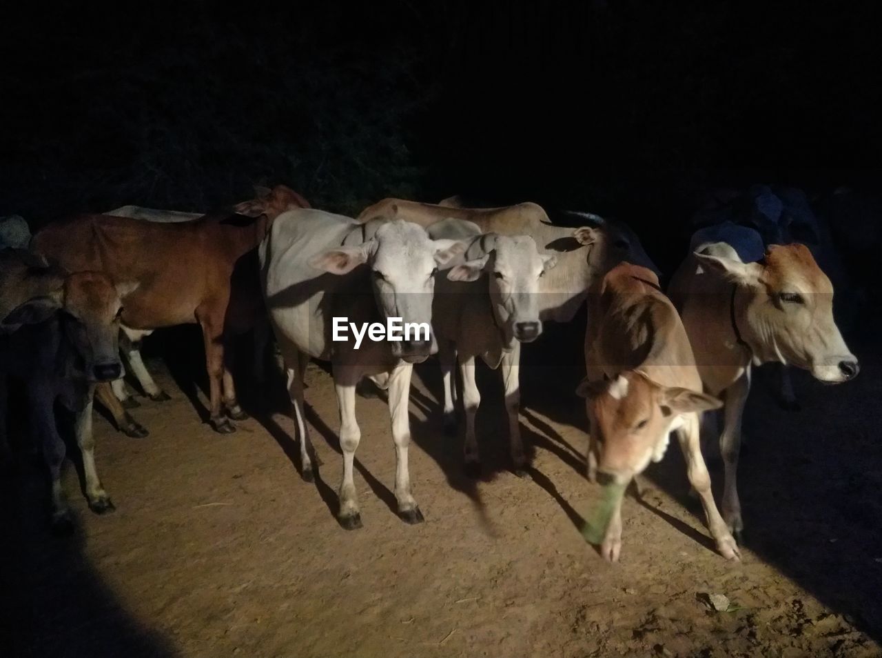 COWS IN ROW AT NIGHT