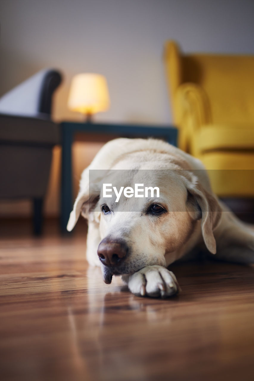 Domestic life with pets. portrait of senior dog at home. bored labrador lying down against chairs.