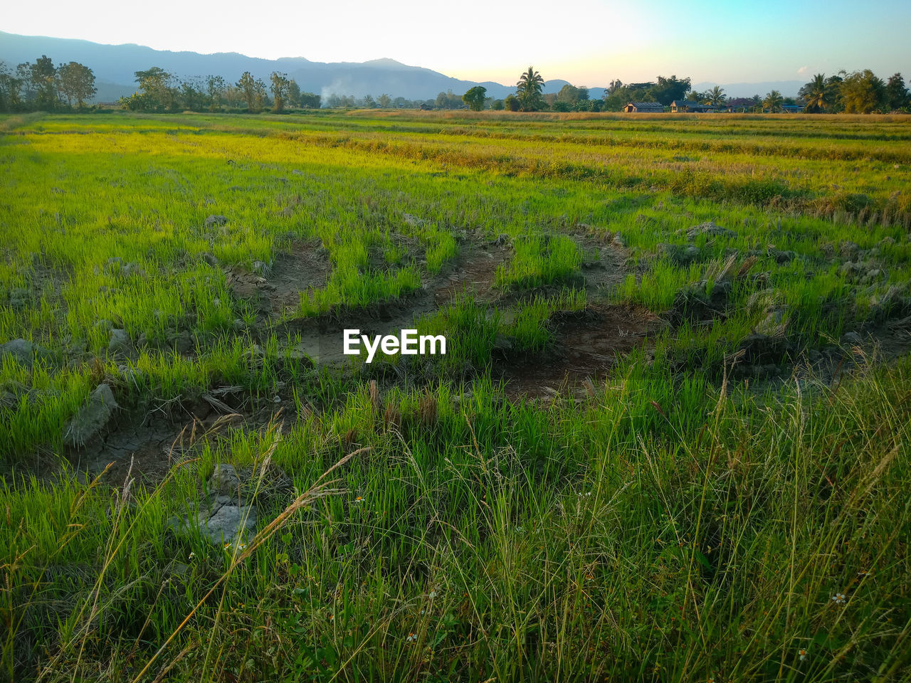 SCENIC VIEW OF FARM