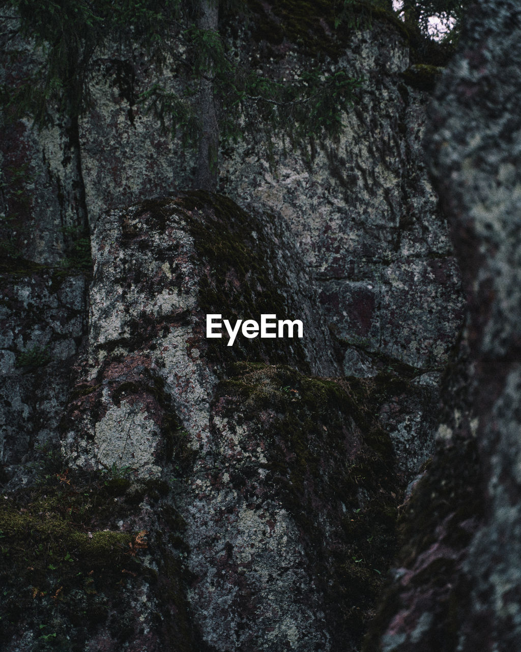 tree, no people, plant, rock, nature, day, textured, tree trunk, growth, outdoors, trunk, forest, close-up, full frame, backgrounds, low angle view, land, rough, moss