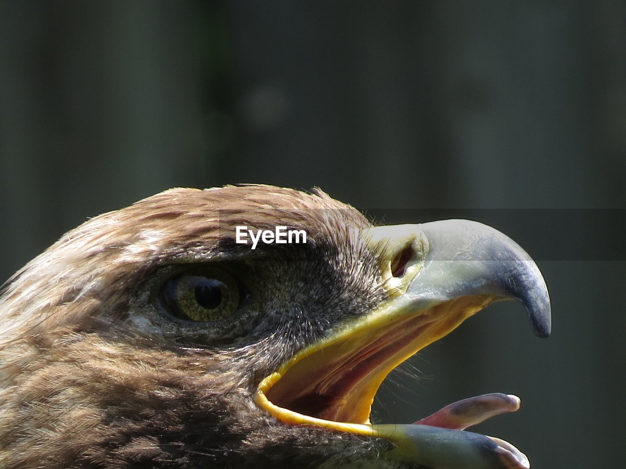 Close-up of eagle