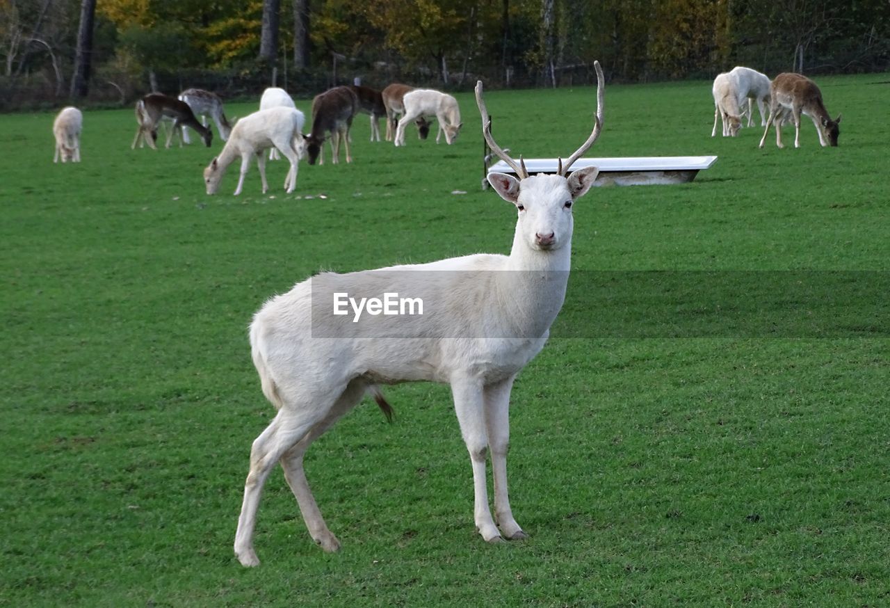 A herd of fallow deer in the pasture