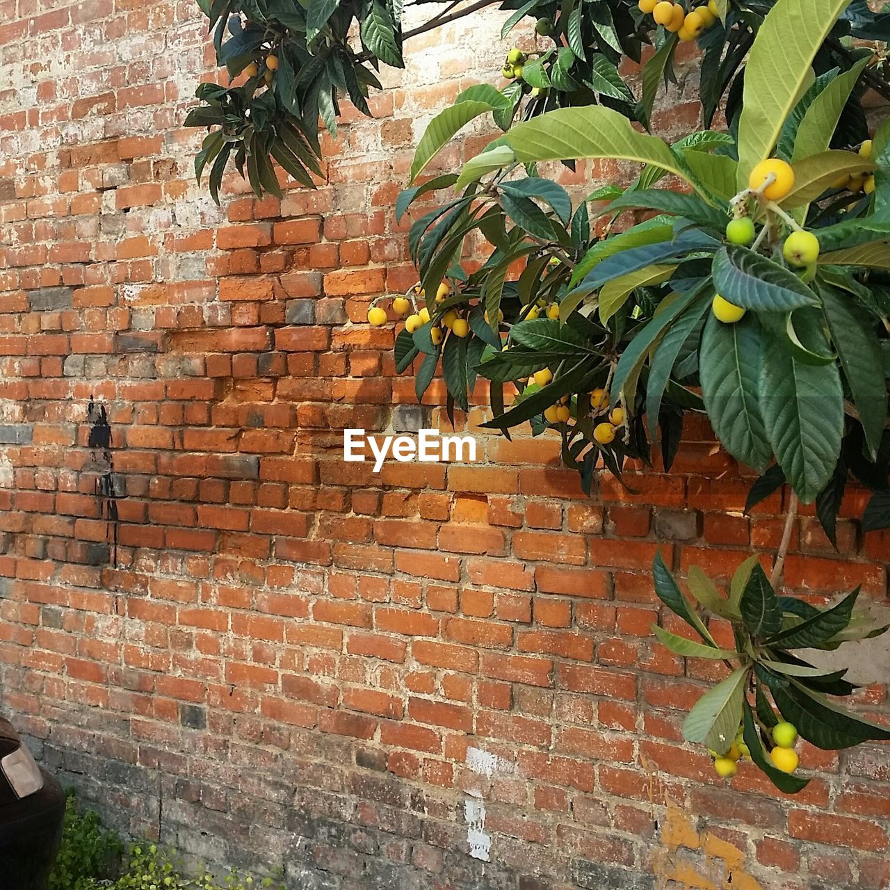 Plums growing on tree against brick wall