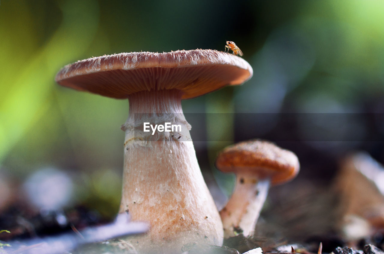 CLOSE-UP OF FLY ON MUSHROOM