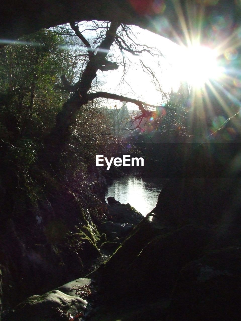 LOW ANGLE VIEW OF TREE AGAINST SUN