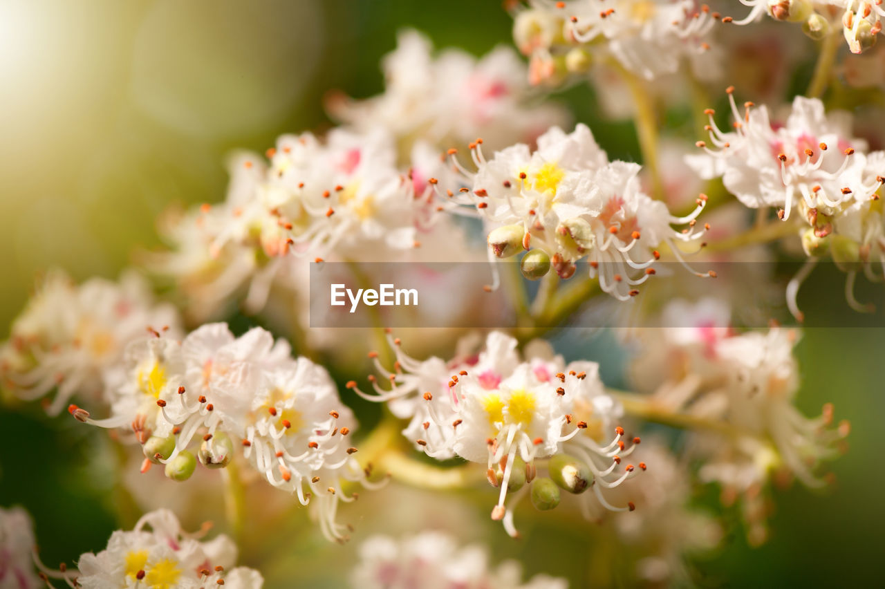 Close-up of flowers blooming outdoors