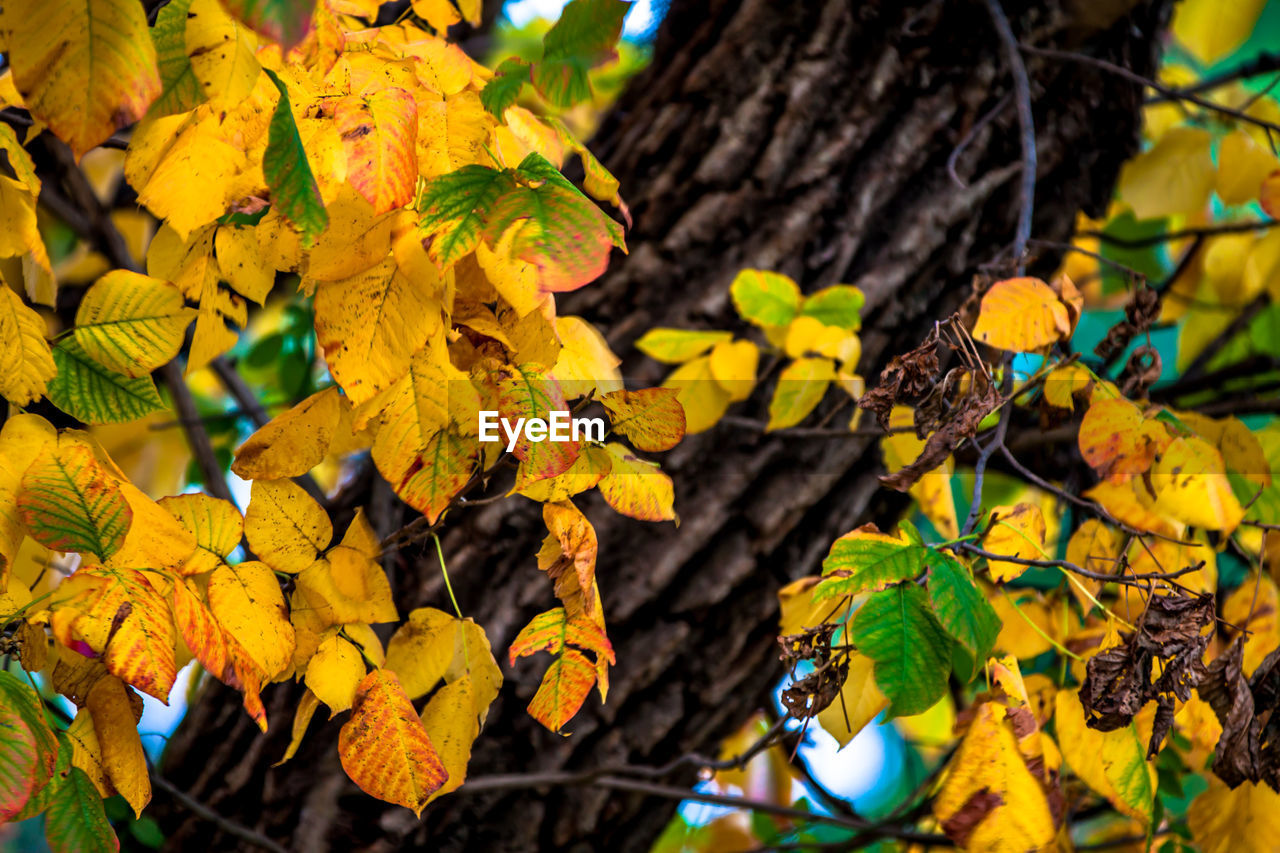 CLOSE-UP OF LEAVES ON TREE TRUNK