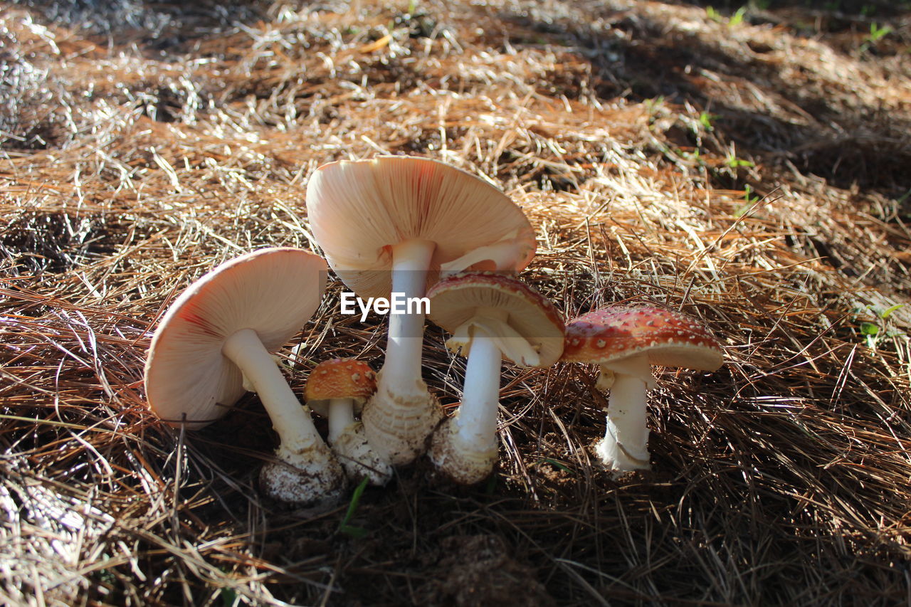 High angle view of mushroom growing on field