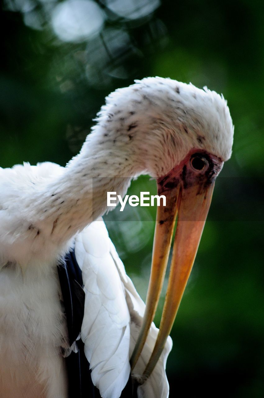 Close-up of a bird