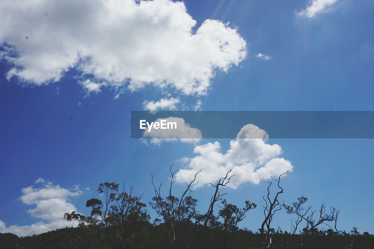 LOW ANGLE VIEW OF TREES AGAINST CLOUDY SKY