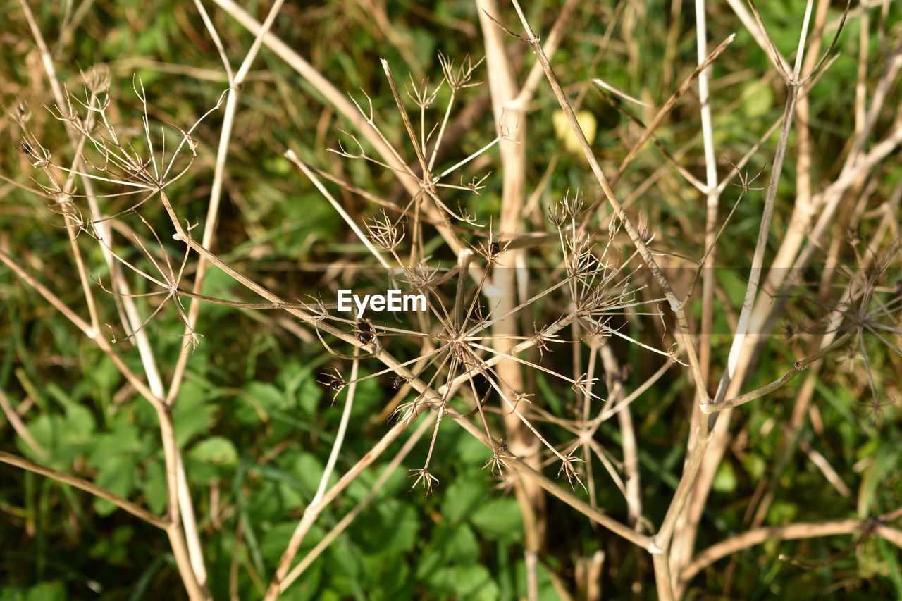 CLOSE-UP OF PLANT