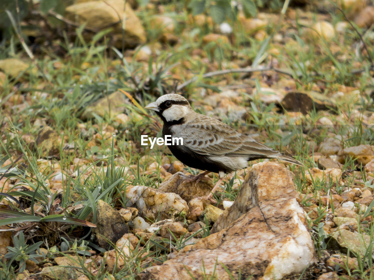 Close-up of bird perching on field