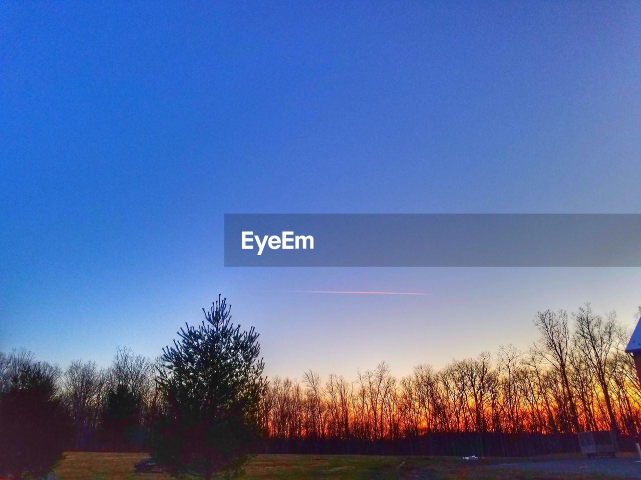 TREES AGAINST SKY AT SUNSET