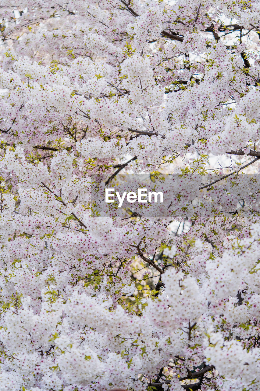 FULL FRAME SHOT OF CHERRY BLOSSOM TREE