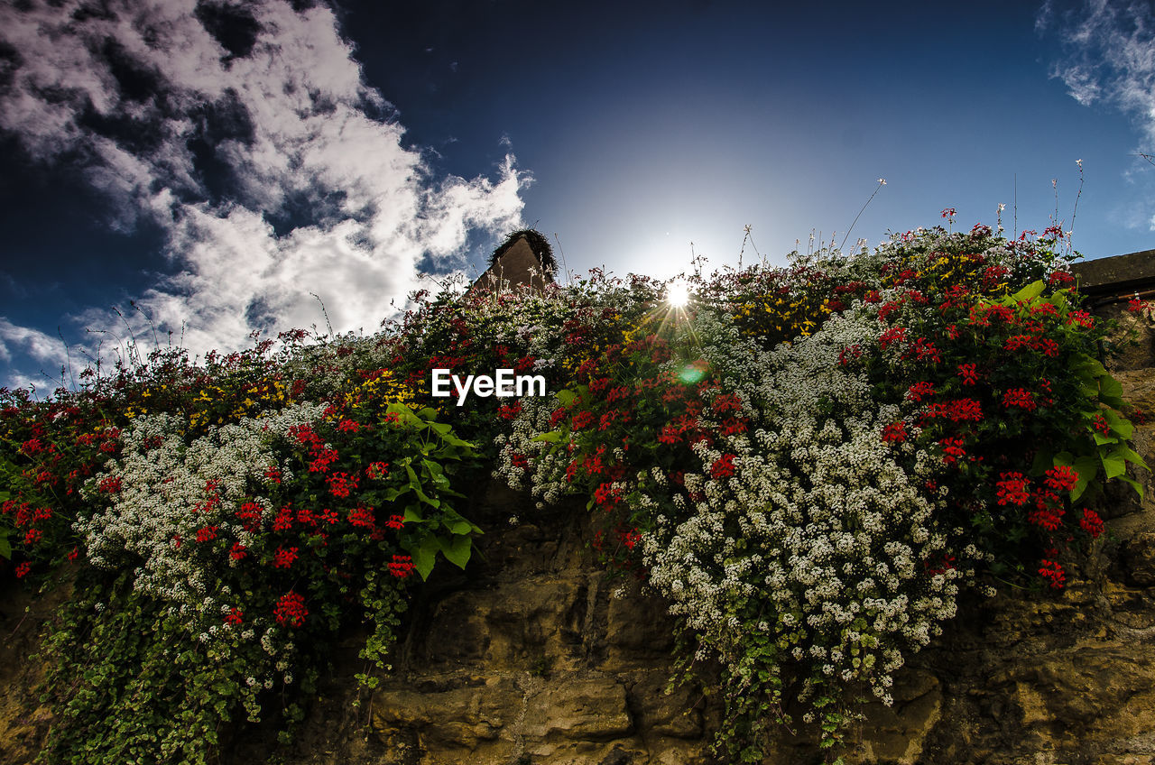 LOW ANGLE VIEW OF FLOWERS IN BLOOM