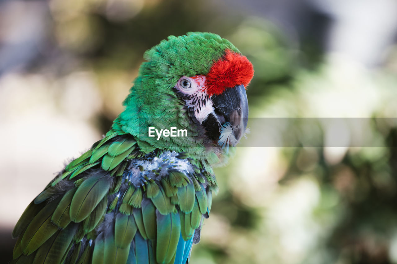 Close up of sick green macaw - exotic parrot without feathers