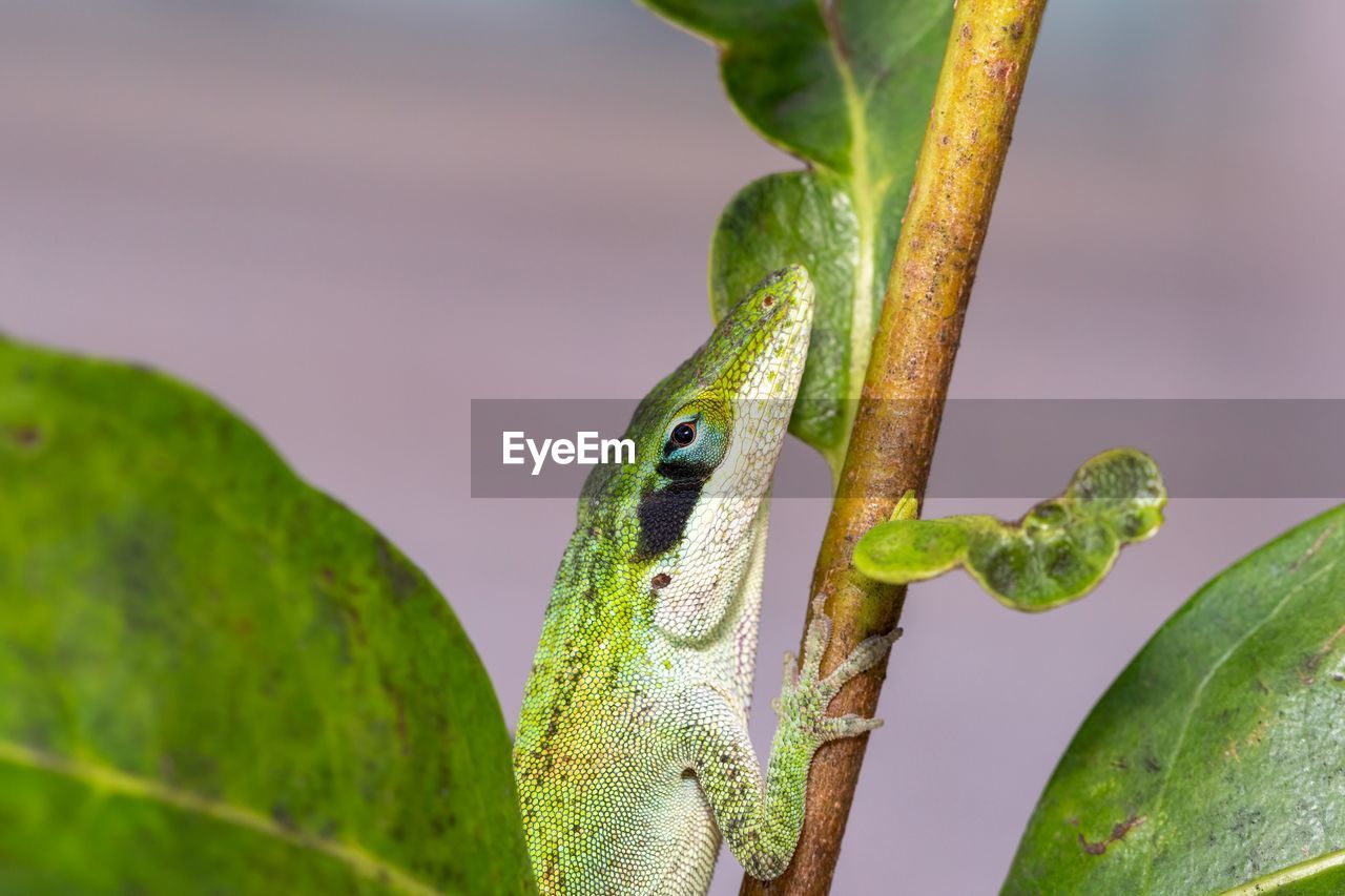 CLOSE-UP OF LIZARD ON GREEN PLANT