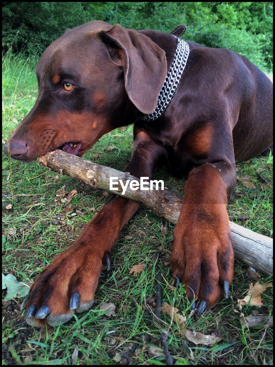 CLOSE-UP OF DOG ON GRASS FIELD