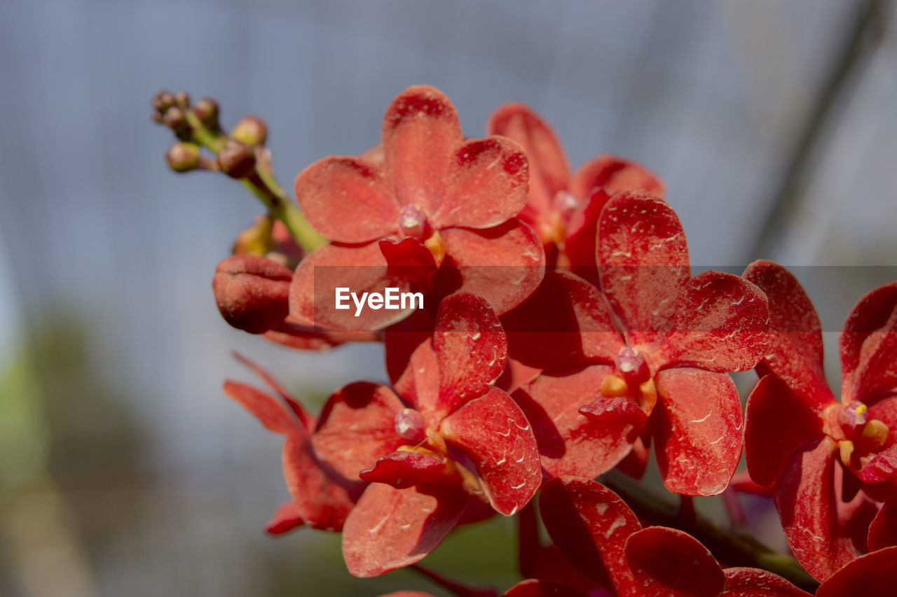 Close-up of red flowering plant