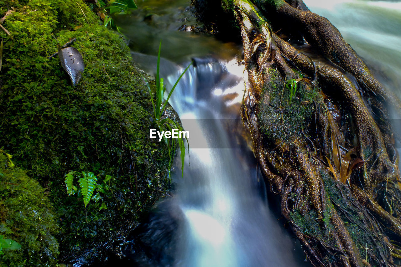 PANORAMIC VIEW OF WATERFALL IN FOREST