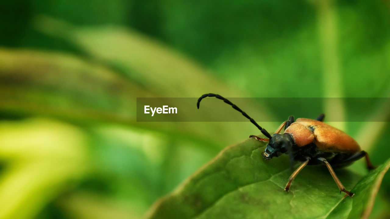 CLOSE-UP OF INSECT