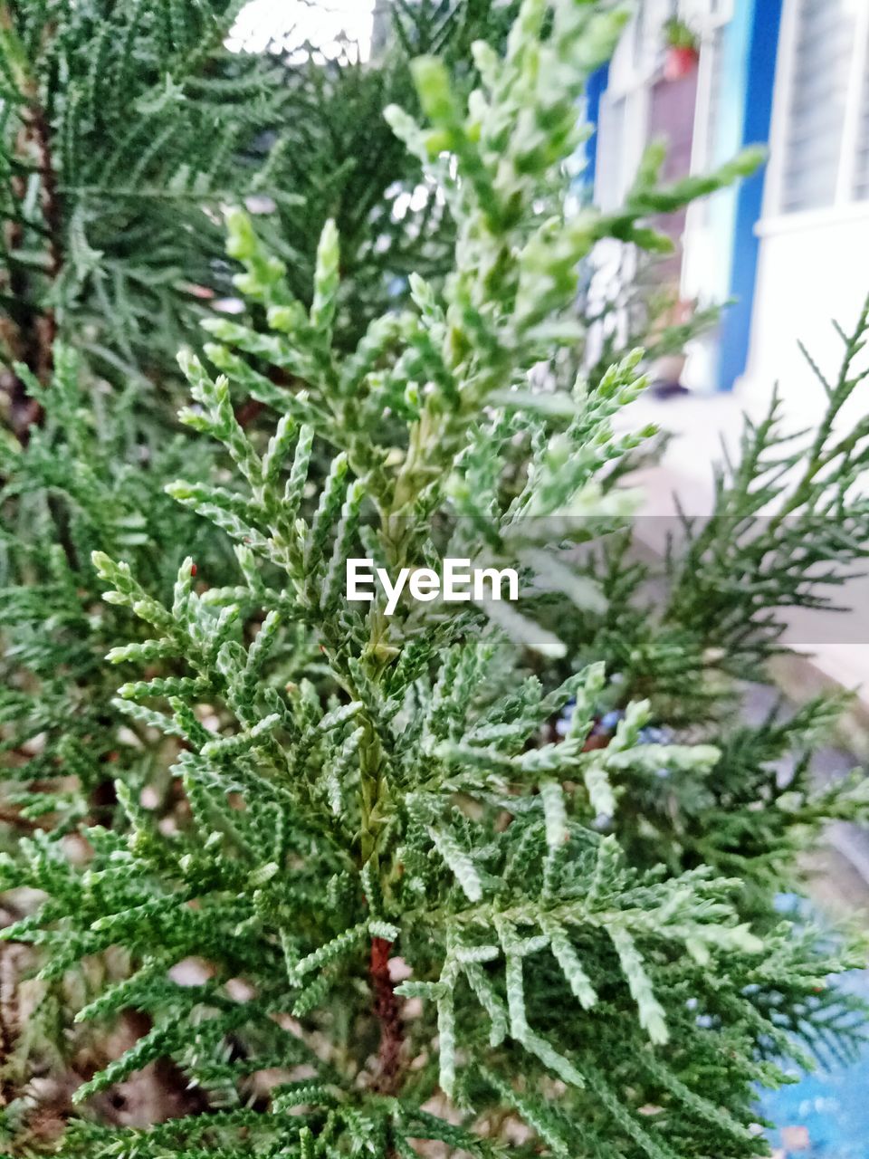 CLOSE-UP OF CHRISTMAS TREE ON PLANT