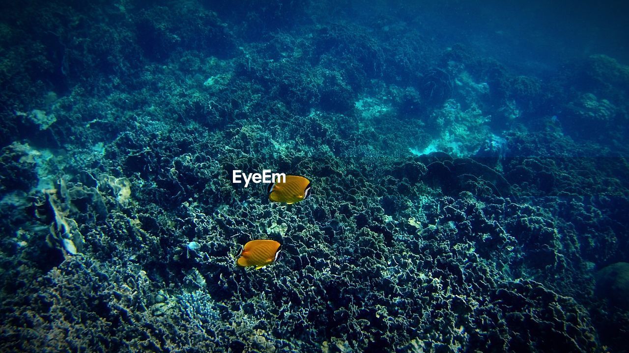 High angle view of fishes swimming in sea