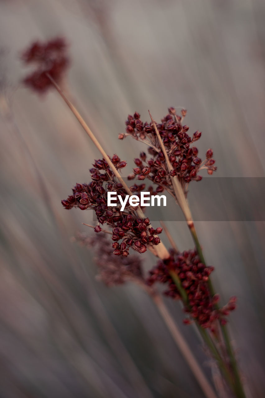 Close-up of red flowering plant