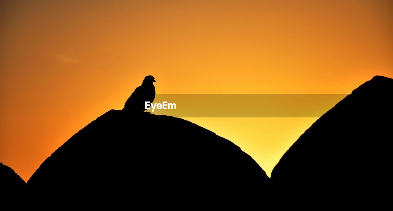 Bird On A Parapet Sunrise Sunrise Silhouette Silhouette Forest Kumbhalgarh Fort, Rajasthan, India Rajasthani Culture The Architect - 2019 EyeEm Awards