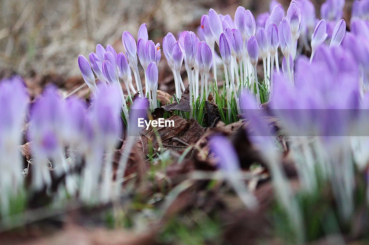 Close-up of purple crocus flowers on field