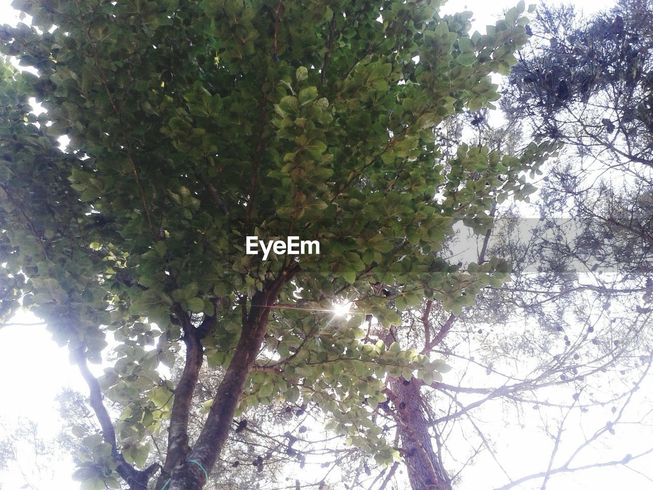 LOW ANGLE VIEW OF TREES AGAINST SKY