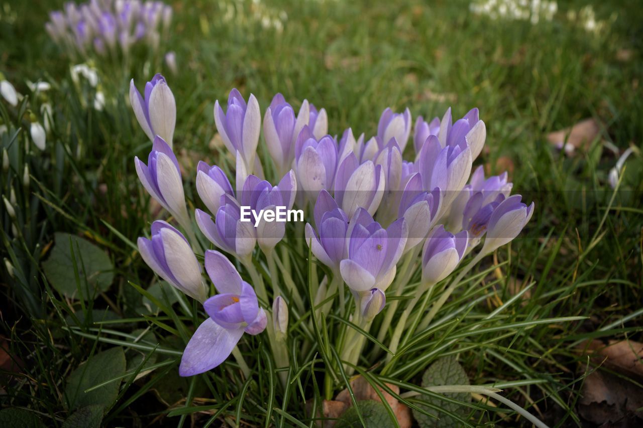 CLOSE-UP OF PURPLE CROCUS FLOWER