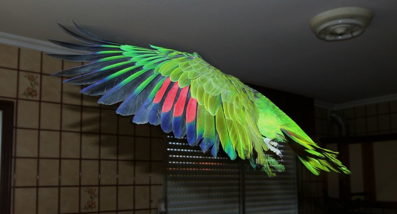 Close-up of parrot wings
