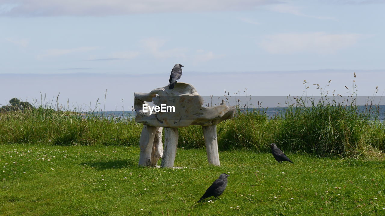 View of birds in wooden bench on land against sky