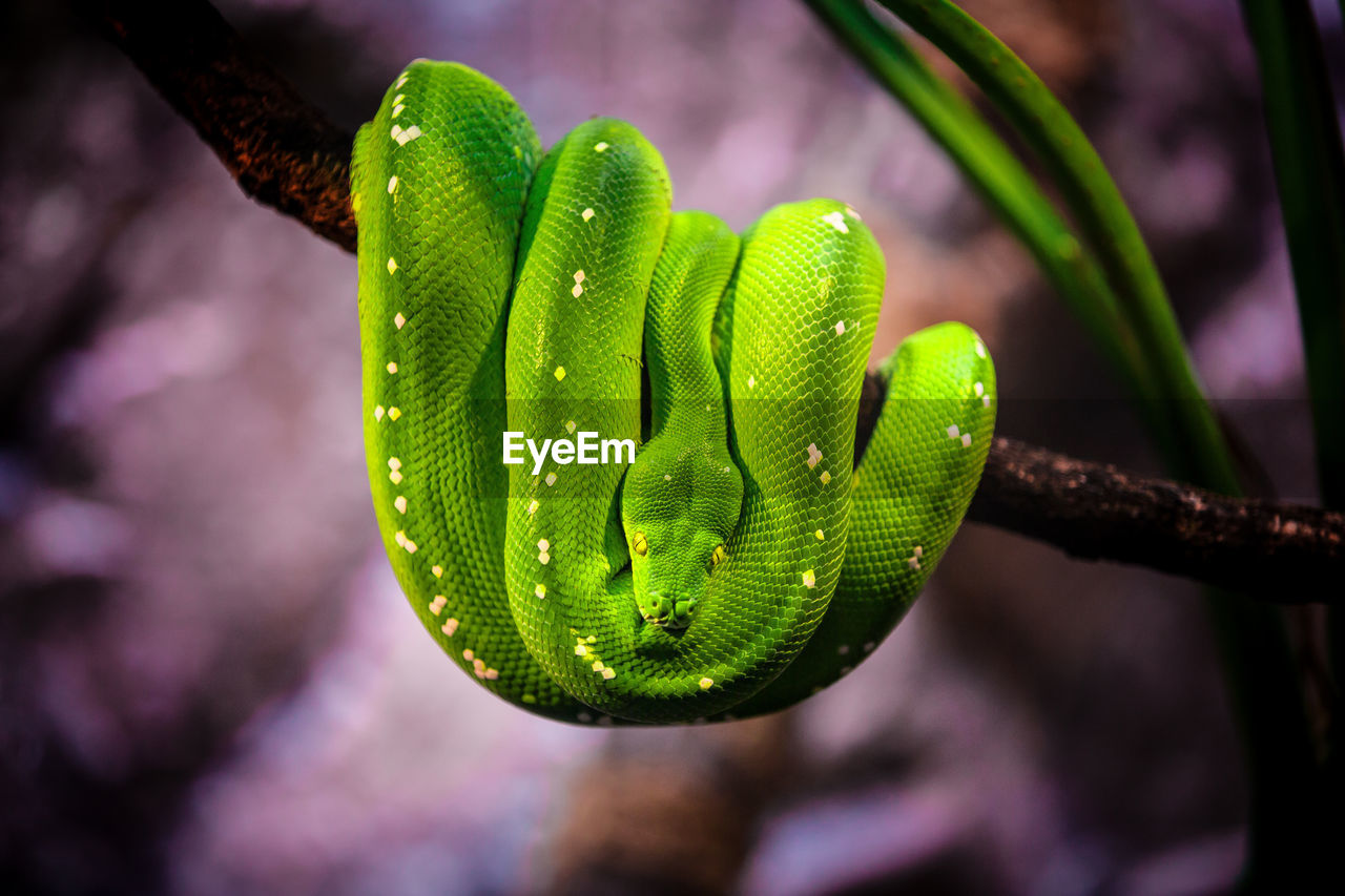 Close-up of green snake curled up on branch