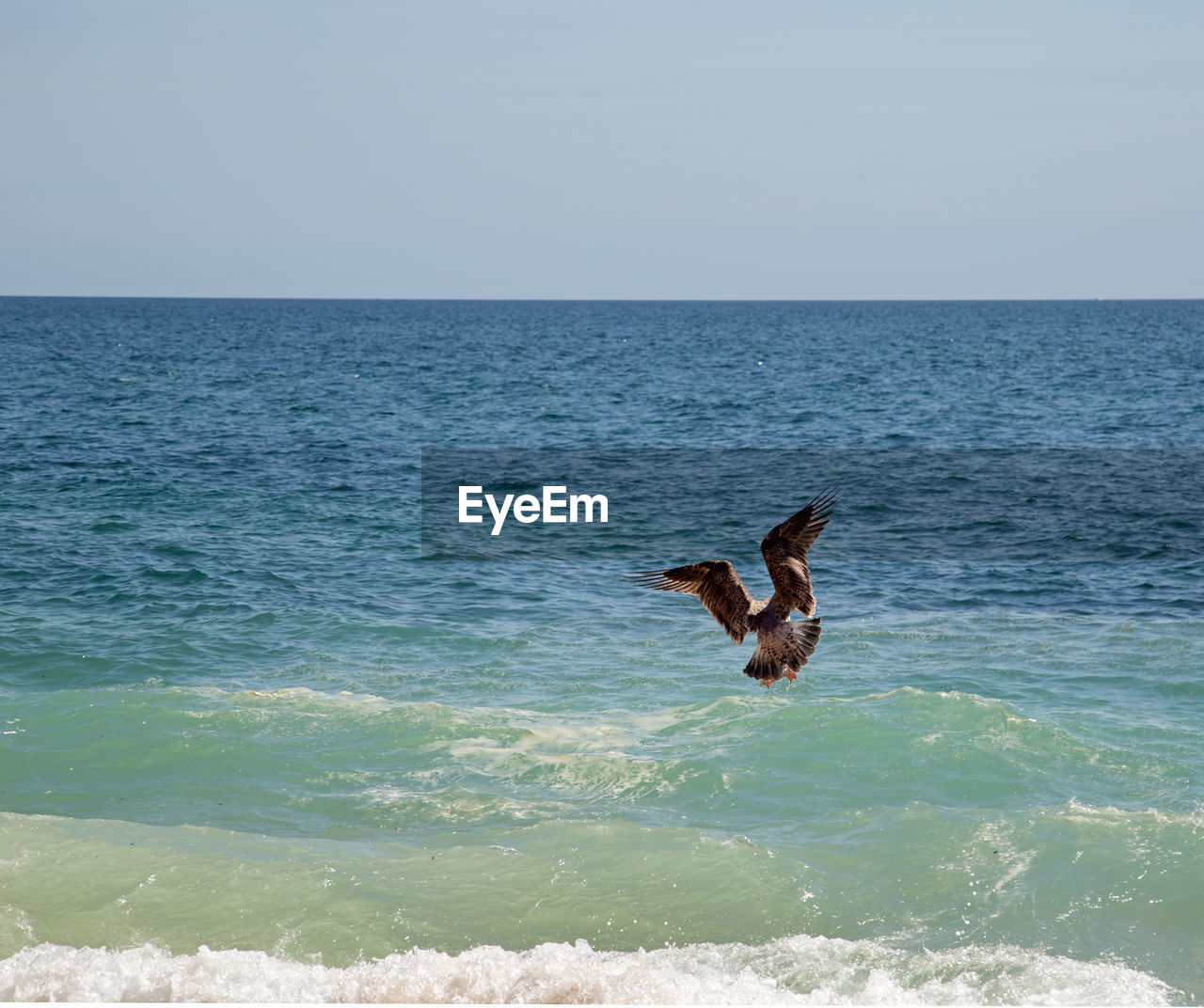 VIEW OF BIRD ON BEACH AGAINST CLEAR SKY