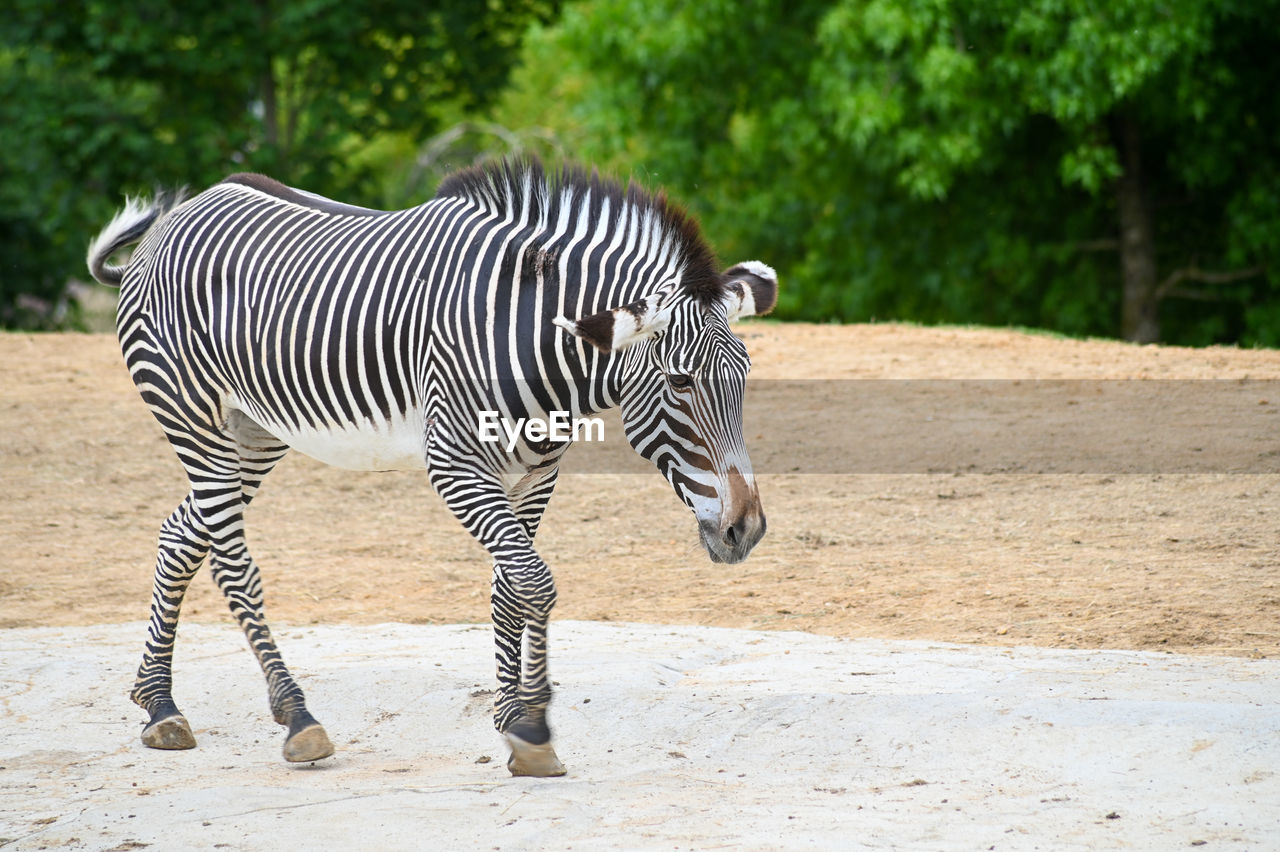 side view of zebra standing on field