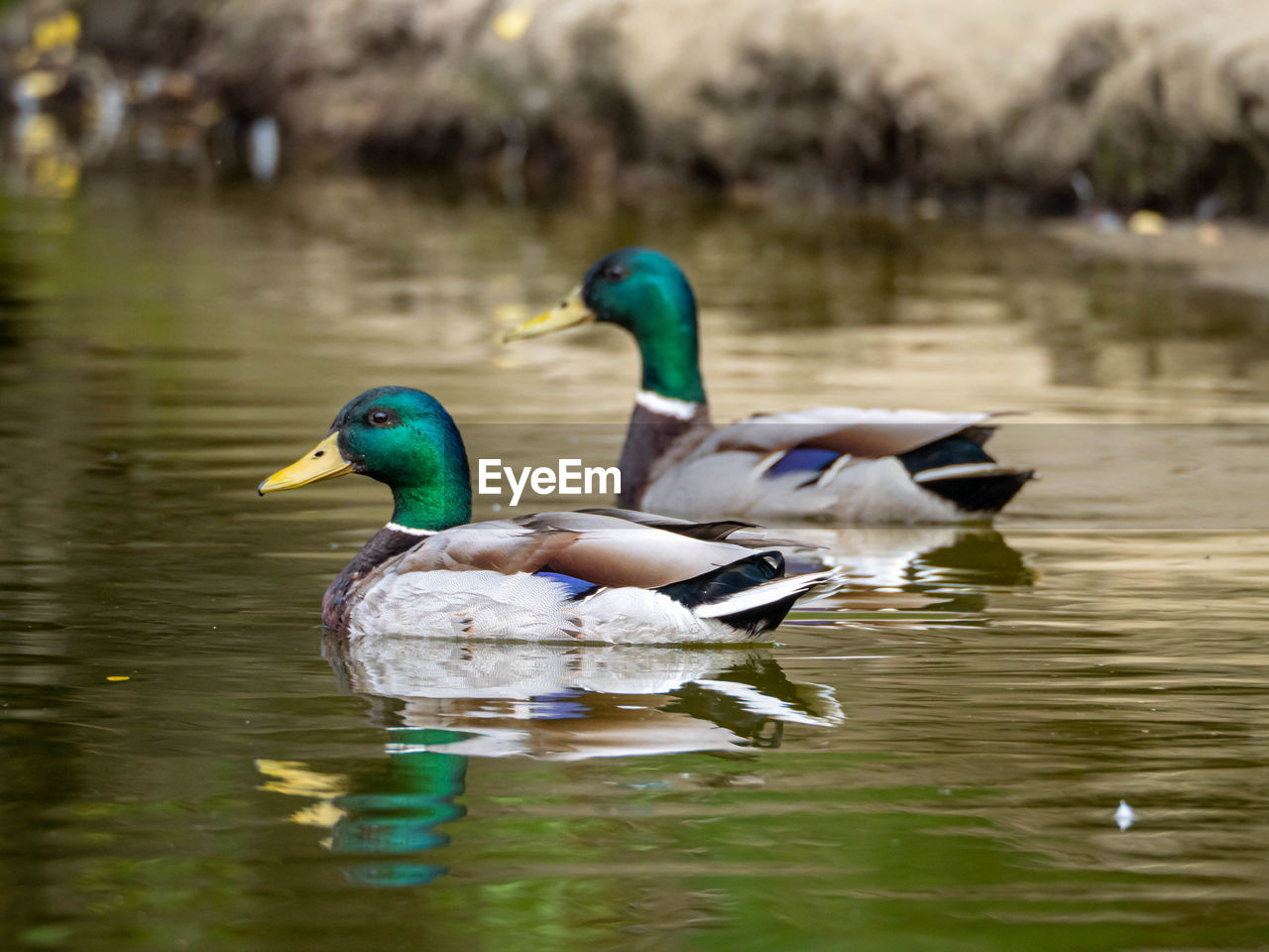 Mallard duck floating on lake
